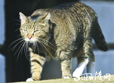 ӢƳèʧ2걻ͻ 鱨ѵ