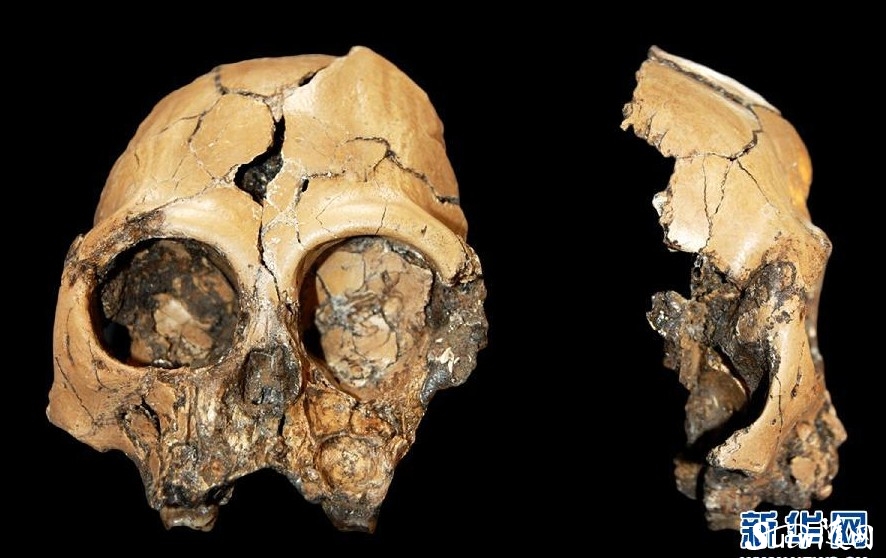 中国发现六百万年前古猿头骨为早期人类起源添