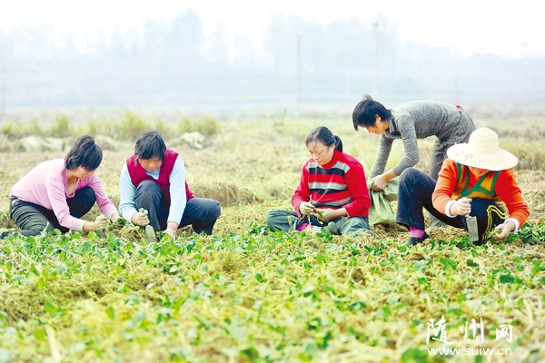 �����߲˹�˾������ֲ���ʴ���������