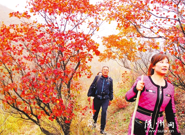 ��ɽ��Ҷ������