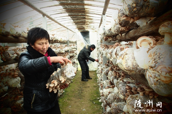 �����㹽������