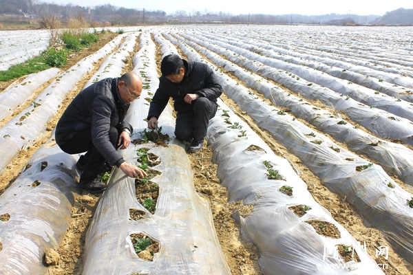 ��������һ�Ӷ�����������������ֲ���ͻ��3��Ķ