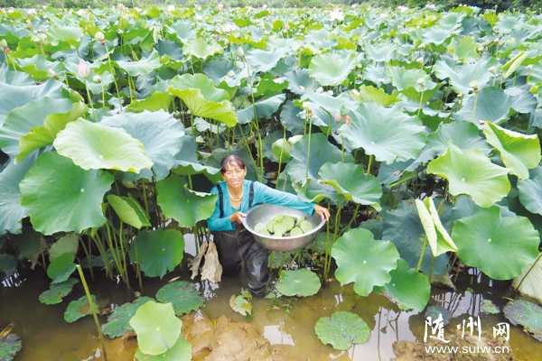 ���ذ�����ũ��ͨ���ֺɡ�����ѭ��������ֳ�������