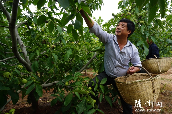 عҴƼʾ¾Ǳ¸ڵغֲ