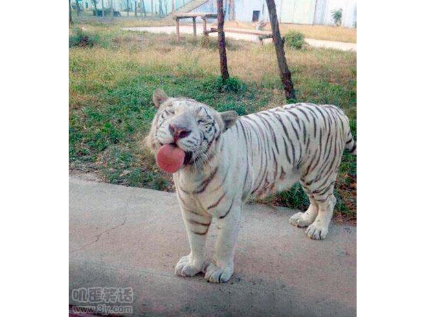 ����������֮�������ȣ�