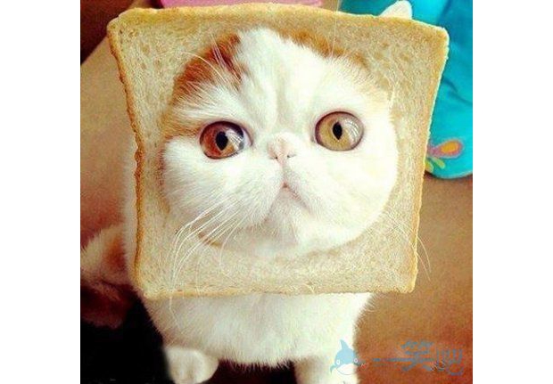 �ף��㿴���Ȳ���