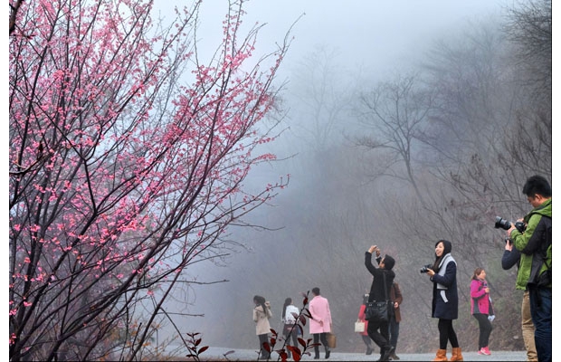 ���ɽ10����Ұӣ������ʢ�����γɡ�ӣ��ѩ��������