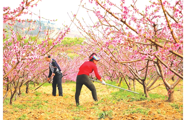 �����������ũץ��ʱ����������������