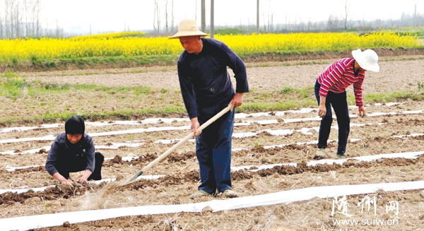 ������ɽ���ƹ��ͺ�����������ֲ��ȷ��ũҵ��Чũ������