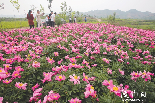 ���زݵ���̴ɽ��Ͷ��100��Ԫ����������ҩ��ֲ����ʾ������