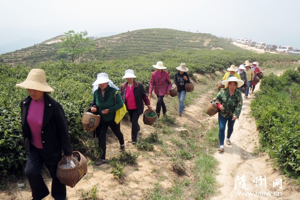 �������زݵ���ͺ��������ļ�ͥ��Ů�������������ϳ���ɽ��ժ��Ҷ