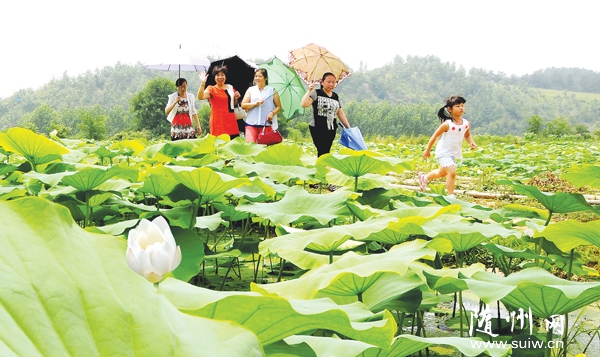 �ɻ�ʢ��������