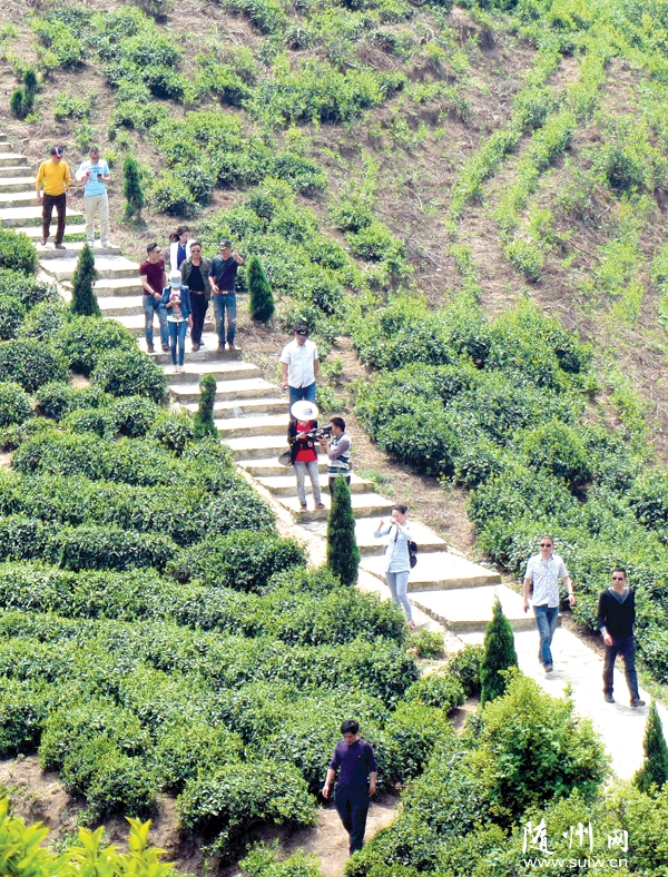 ���زݵ�����������ɽ�����������ο�������ɽ����۹�