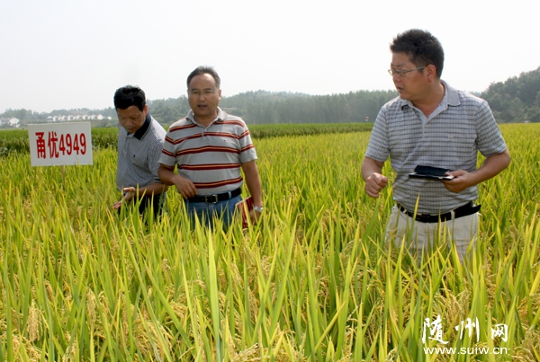 ʡũ��Ժ��ʿ���������Ƽ�ר�Ҵ�Ժ������չ�е�����Ѩֱ��ʾ��Ƭ��ֲ