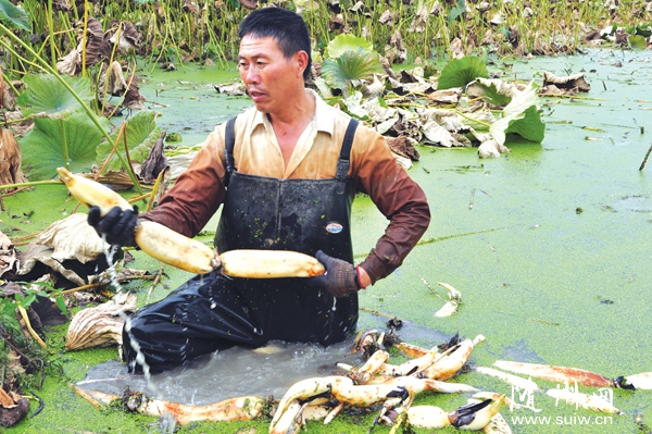 ��ɽ��ͬ�Ĵ��������ʰ���ź�ܵ��г�����