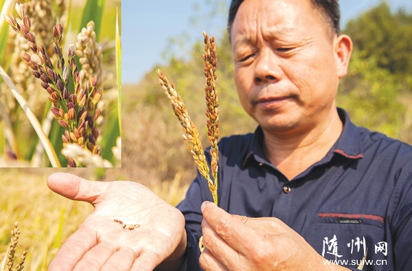 ���ظ߳�����Ŵ����ֲ�ɫˮ����Ŀǰ�Ѿ�����