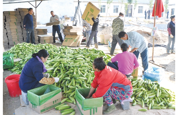 ��ɽ��ũ׳�߲�רҵ�����練�����߲��＾�����