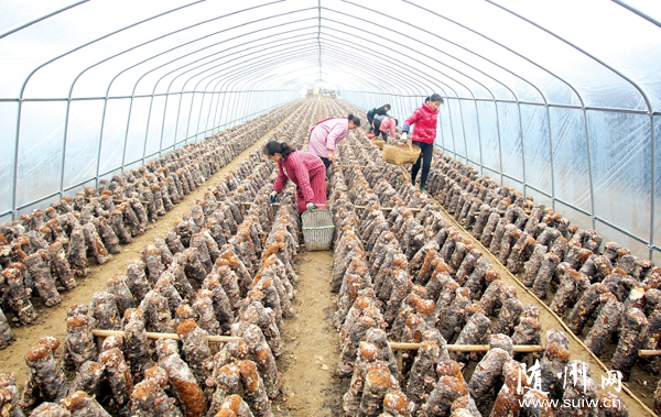 ������ſ��ߴ帻��Ģ��ũ��רҵ�����緢չ��������������Ч������׼��ʾ������