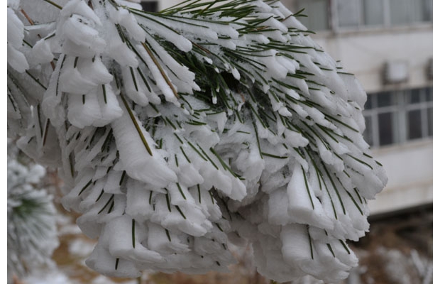 ���ɽѩ��������ͼ�飩