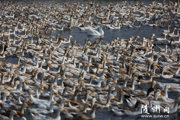 �������ׯ��ũ������ˮ����Դ��������չ��ֳҵ