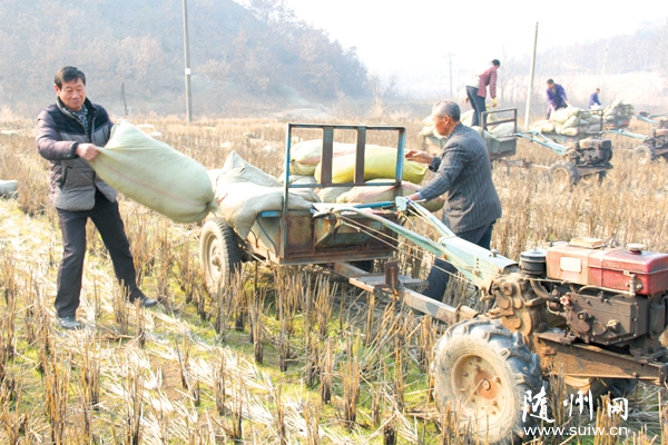 ������ɽ��ɽ��巢չ��̬���δ�
