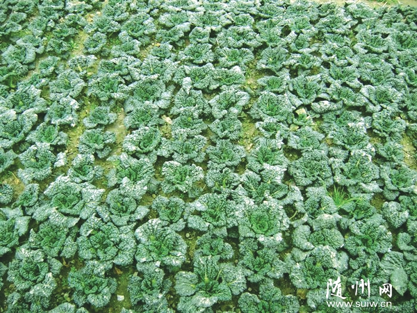 ࡰߡøԶδ쾫Ʒط߲Ʒ