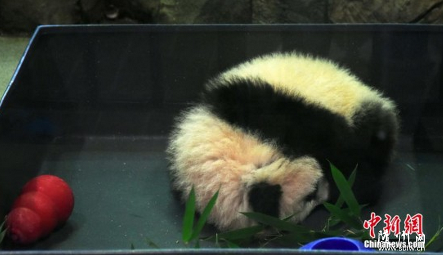 ��������è���̡��������״ι�����������������˿