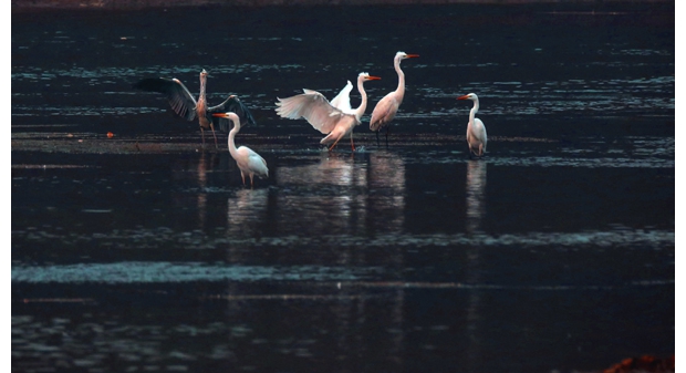 ���ƺ�����