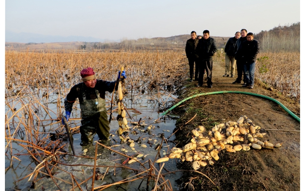 ��ˮ�в̺���������ƹ���ź���������ĸ�Чũҵ����ģʽ��ũ����