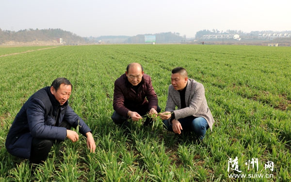 ʡ��ר�����������������ε��������С��߲�����ʾ����������