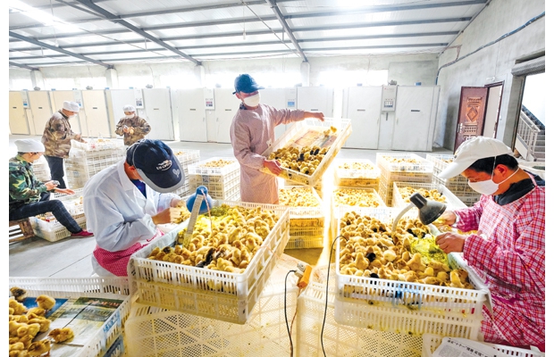 ����ũ����˾���������ݵط�Ʒ�֡�����������