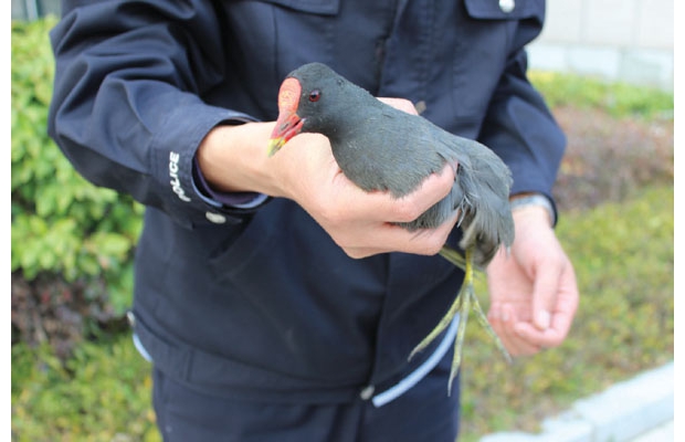 ����ɭ�ֹ������뵱��Ⱥ�ھ���Э�����һ���Ż�Ƿ�����Ұ�����ﰸ