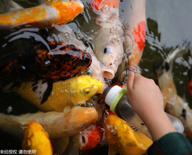 �ӱ����������ԡ��̡�������������