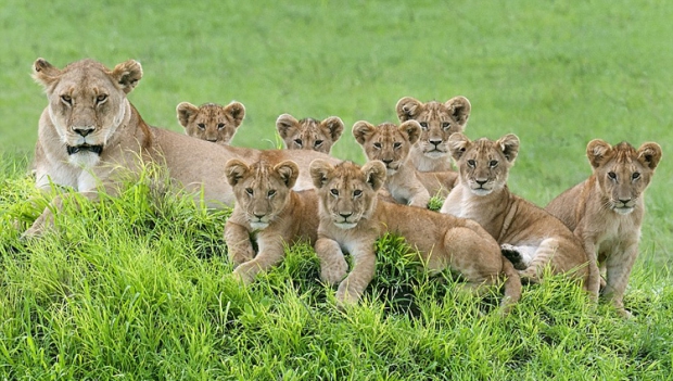 ̹ɣ����ʨ����ȫ�Ҹ���ͷ��ʮ��