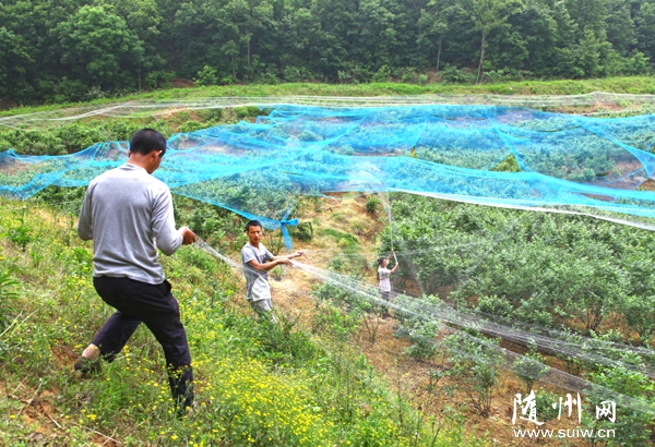 ������ɽ��⽭��ݮ԰����ݮ������������