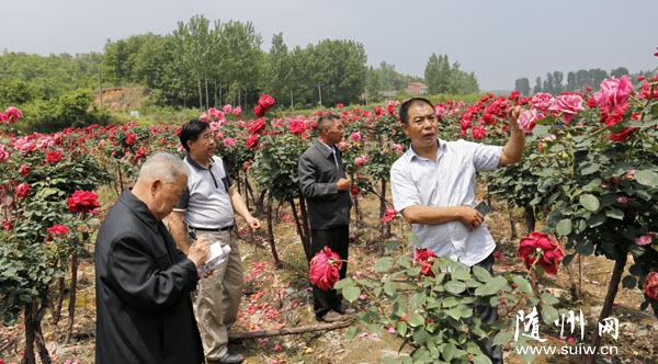 ��������������������ֲ�¼���Ʒ��