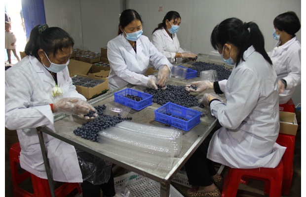 ��ݮ��ҵ԰ϲ�����