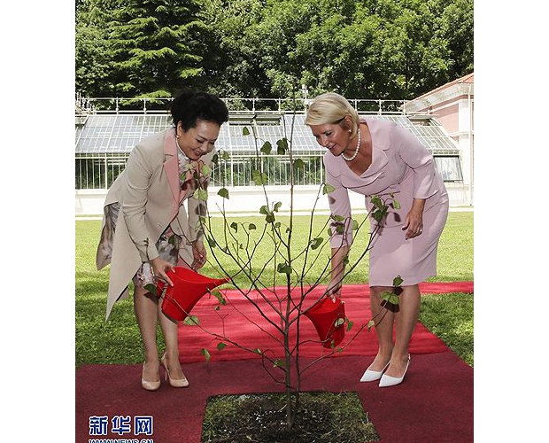 彭丽媛塞尔维亚种中国鸽子树珙桐 两棵取自湖