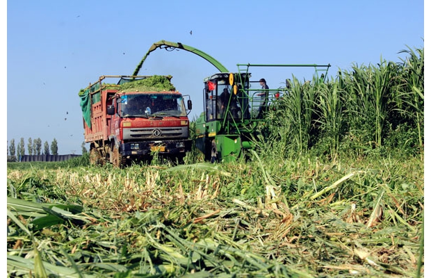 �½�����ʦ��ʮһ���ų�������ֲ����