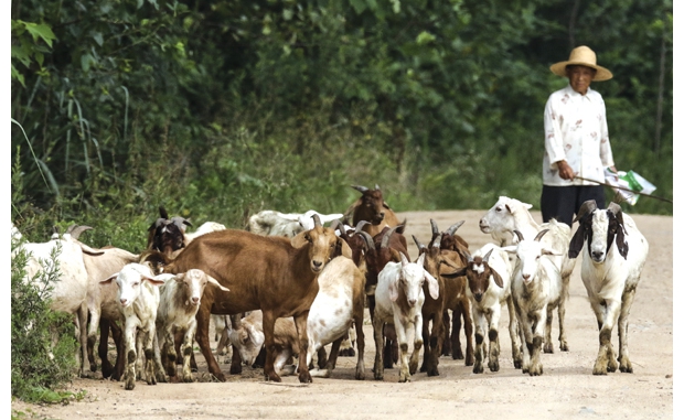 ���زݵ���ũ������ɽ�����ƣ���չ������ֳ�������¸�