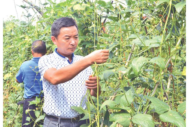 ���ݸ����������������Ŵ����������ֲ�߲���߾���Ч��