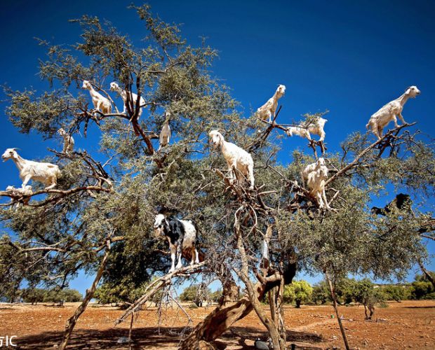 Ħ��羪�ֽᡰɽ����ӡ��� ��������