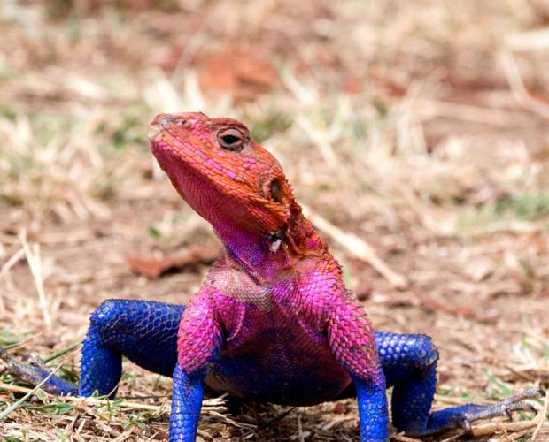 ������Ҳ�г���Ӣ�ۣ��������������֩����