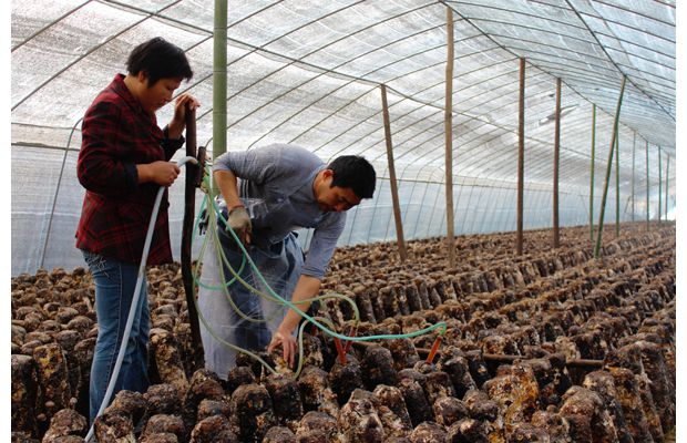 ������������ſ����㹽��ֲ����