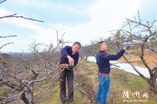 ���������򻪱�ɽ��Ĺ�ũ��ǰ�����ҽ�����԰��׷�ʺͼ�֦��ȷ��������������ɳ�