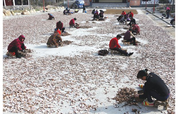 ����̫�׶��羰��ũ������Ұ����ҩ�İ�ܸƬ