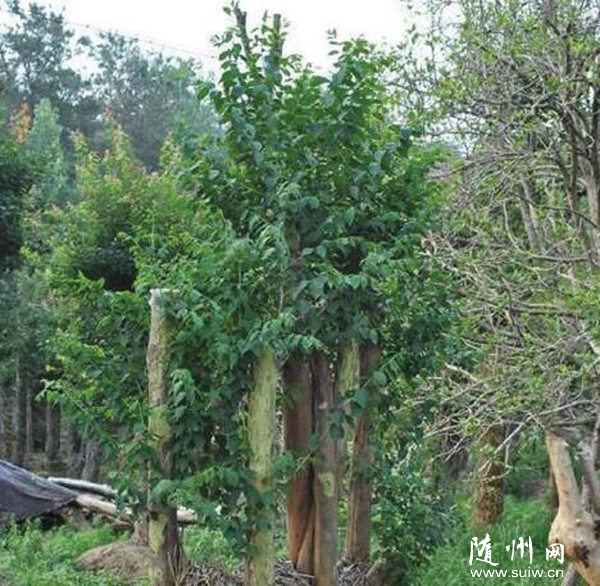 ���ط����԰��ľ���ܺ������ǿ��ľ���໤��