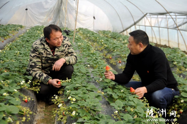 ������ɽ����Ⱥ�������óǽ����ƣ�����������ֲ�����ڲ�ݮ����