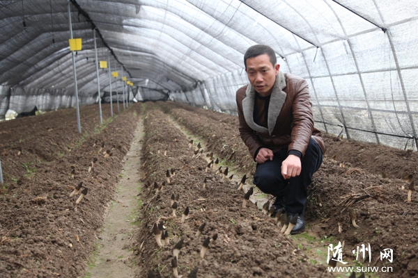 �ε����ȼ�������ô��＼���˹���ֲ��Ǿ�