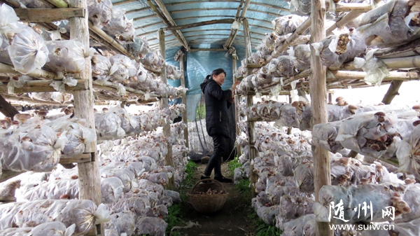 ���ɽ�羰��������ũ��չ�����㹽����